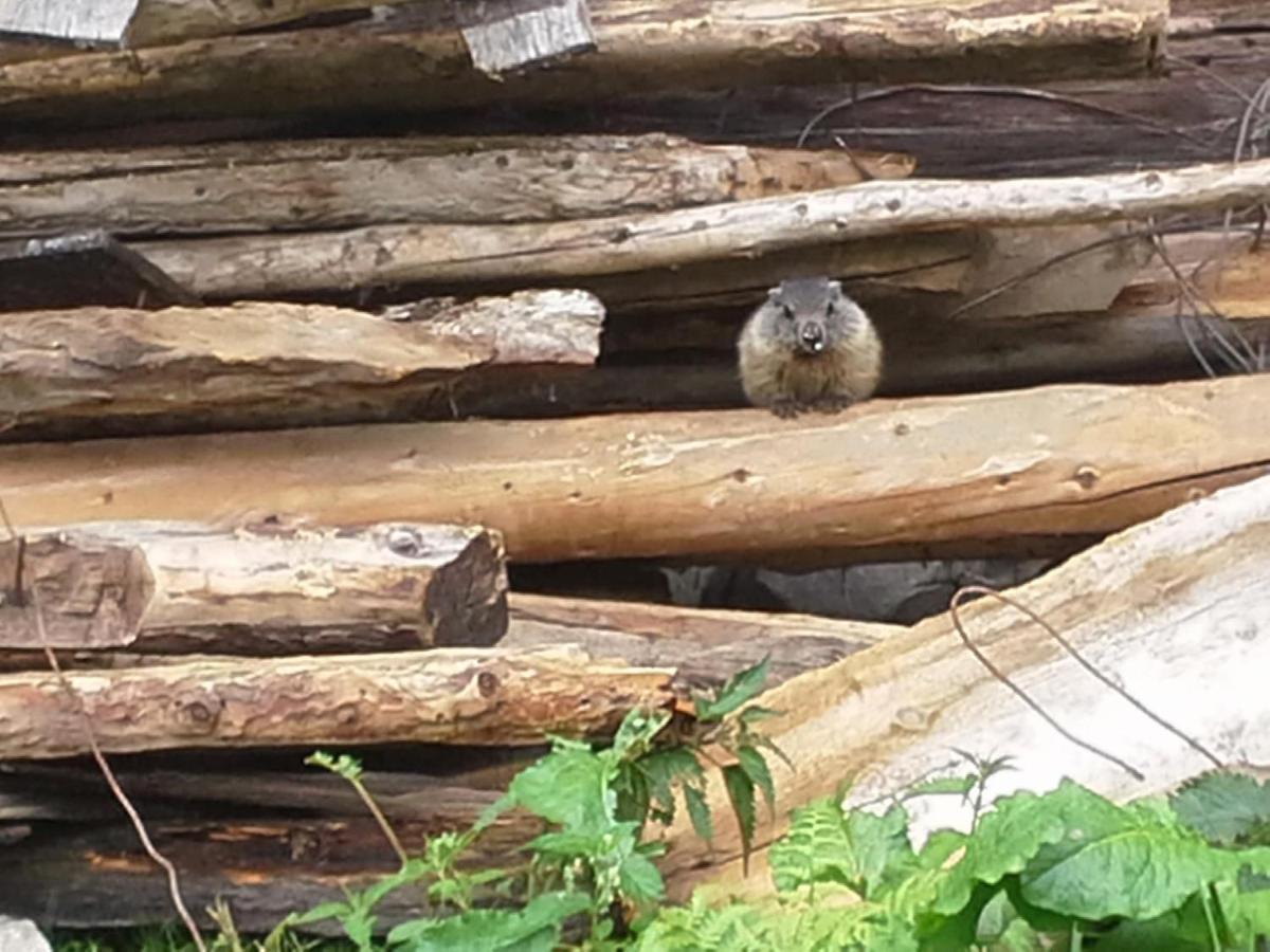 Willa Gruberhof Reith im Alpbachtal Zewnętrze zdjęcie